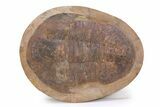Giant Asaphid Trilobite (Basilicus) - Fezouata Formation #381212-1